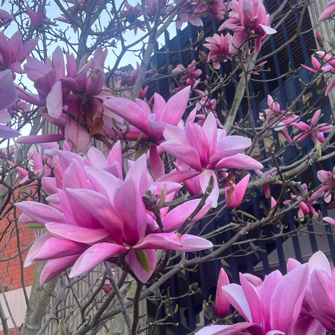 In the Pink of Health