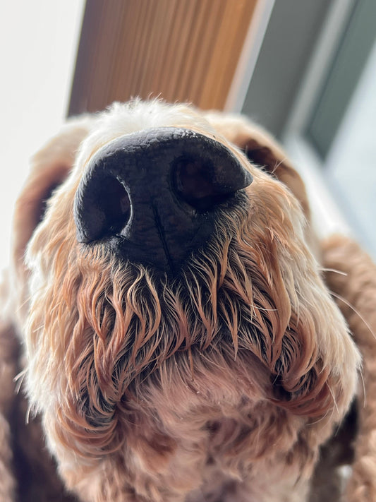 What My Dogs Can Teach You About Cold & Flu Season