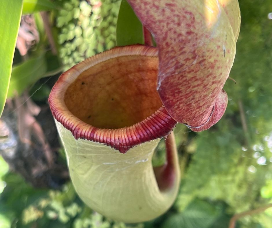 Harnessing Plant Power