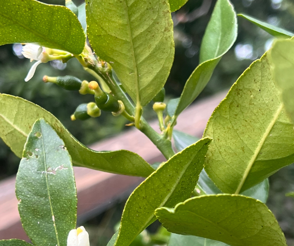 Lemons and Limes Make for a Zesty Combo - Don't Take them for Granted